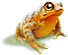 breedingsep2018_toad1.png