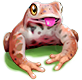 breedingsep2018_toad3.png