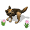 dognov2016tailchase_icon.png